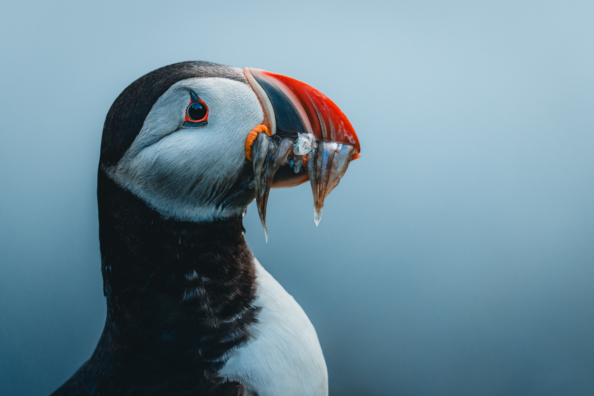 Papageitaucher auf Island © Julia & Tim Glaeser