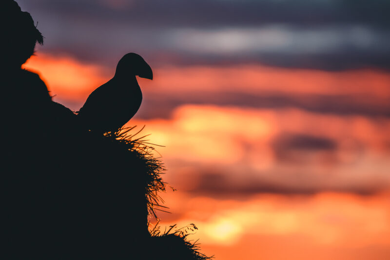 Papageitaucher auf Island © Julia & Tim Glaeser