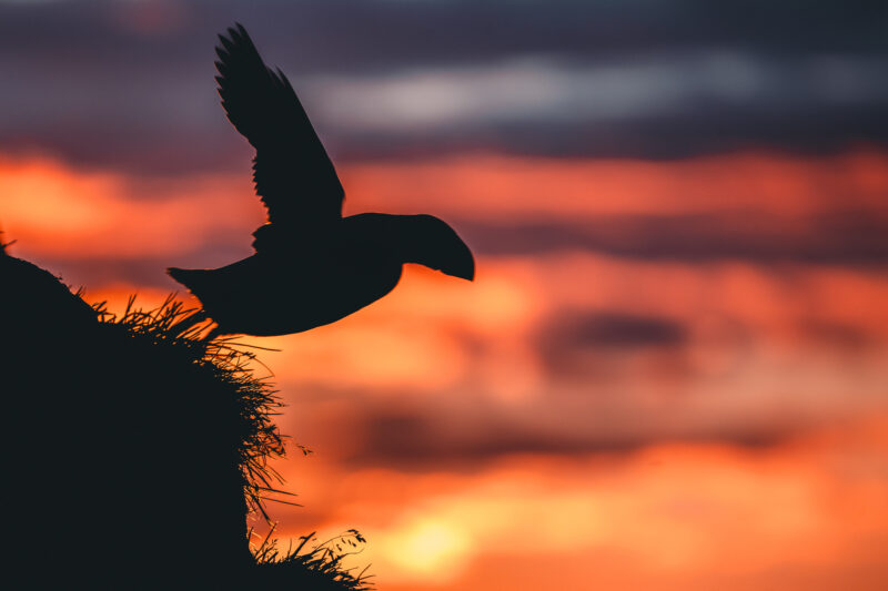 Papageitaucher auf Island © Julia & Tim Glaeser