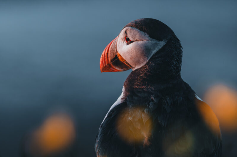 Papageitaucher auf Island © Julia & Tim Glaeser