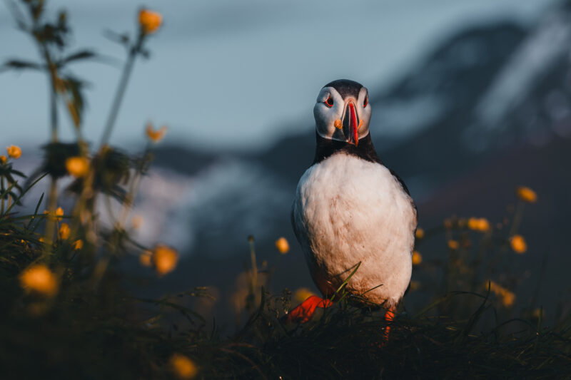 Papageitaucher auf Island © Julia & Tim Glaeser