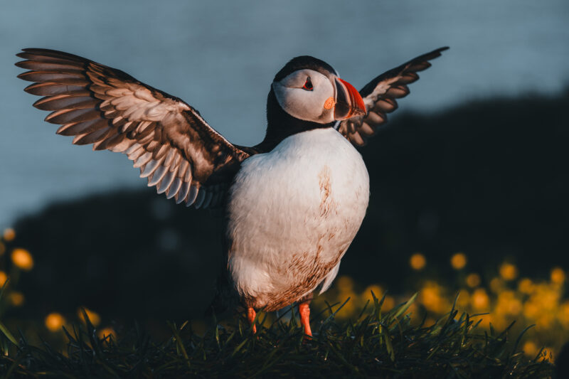 Papageitaucher auf Island © Julia & Tim Glaeser