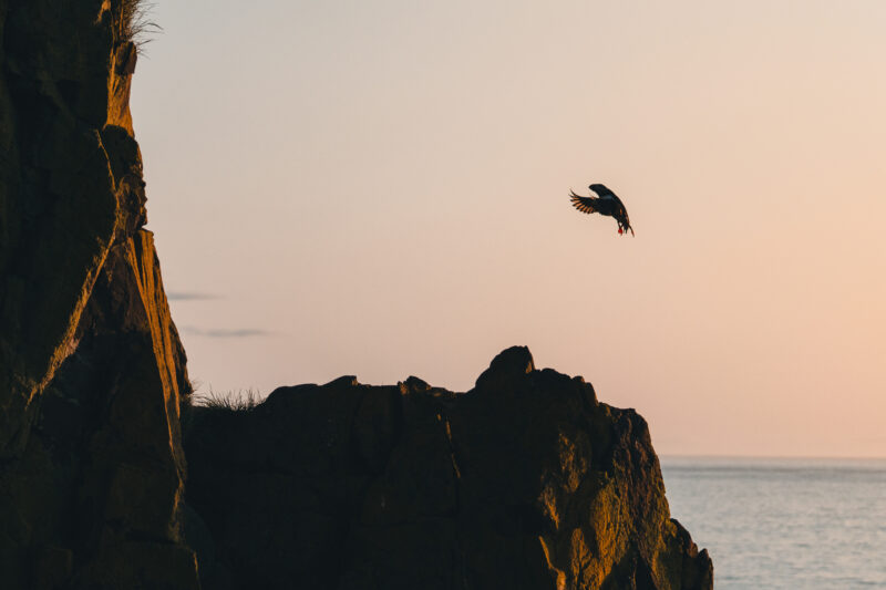 Papageitaucher auf Island © Julia & Tim Glaeser