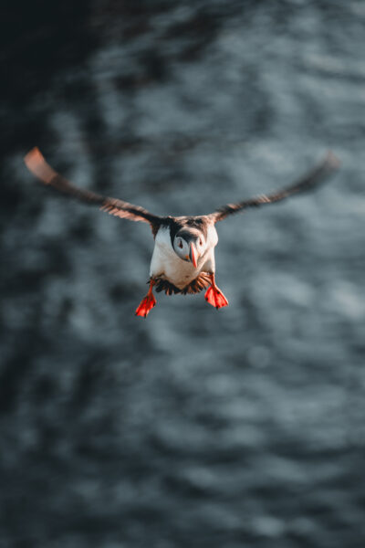 Papageitaucher auf Island © Julia & Tim Glaeser